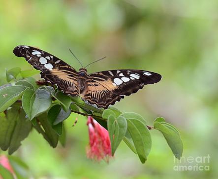 spreading-my-wings-butterfly-maria-martinez